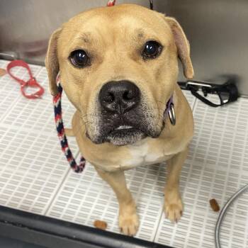 Gingerbread Man -  Mixed Breed Dog for Adoption in Allentown, Pennsylvania - Gingerbread Man | PetCurious