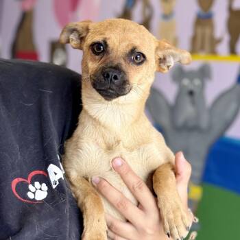 Chihuahua Dogs Available for Adoption in Fresno, California - Lena | PetCurious