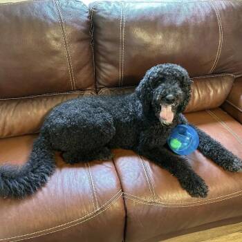 Standard Poodle Dogs Available for Adoption in Gulfport, Mississippi - Finn | PetCurious