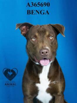 Rescue Pit Bull Terrier and Labrador Retriever Dogs for Adoption in Stockton, California - BENGA | PetCurious