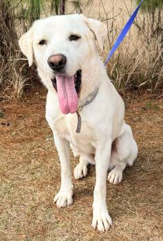 Labrador Retriever and Great Pyrenees Dogs Available for Adoption - Snowball | PetCurious