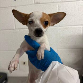 Lupita -  Chihuahua Dog for Adoption in Edinburg, Texas - Lupita | PetCurious