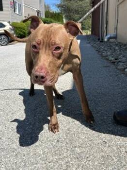 Mixed Breed Dogs Available for Adoption in West Chester, Pennsylvania - Siren | PetCurious