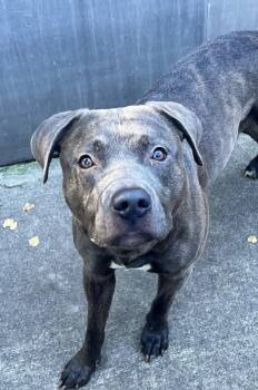 Jude -  Pit Bull Terrier Dog for Adoption in Chicago, Illinois - Jude | PetCurious