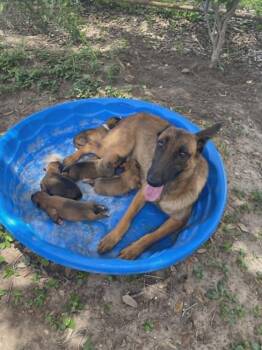 Flower Patch Litter Primrose - Located in TX -  Belgian Shepherd Malinois Dog Available for Adoption in Imlay City, Michigan - Flower Patch Litter Primrose - Located In TX | PetCurious