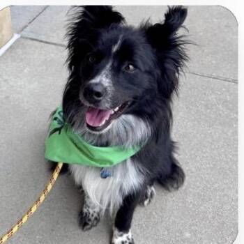 Brewer -  Border Collie and Australian Shepherd Dog for Adoption - Brewer | PetCurious