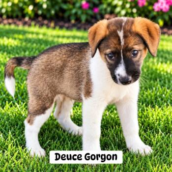Deuce Gorgon -  Mixed Breed Dog for Adoption in Brewton, Alabama - Deuce Gorgon | PetCurious