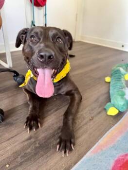 Labrador Retriever and Rottweiler Dogs Available for Adoption - Ziggy Sweet And Gentle | PetCurious