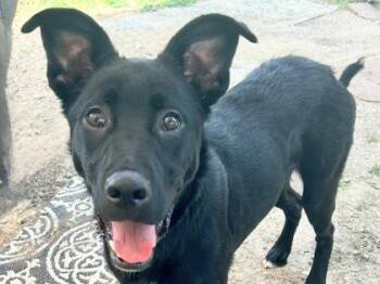 Rescue Mixed Breed Dogs for Adoption in Georgetown, Texas - Elroy | PetCurious