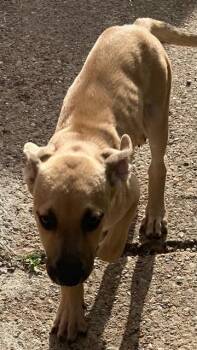 WOODY -  Mixed Breed Dog for Adoption in Dallas, Texas - WOODY | PetCurious