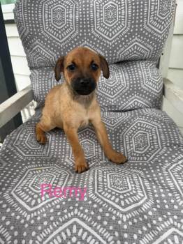 Remy (Roxie