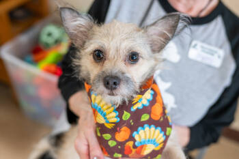 Rescue Terrier and Chihuahua Dogs for Adoption in Mundelein, Illinois - Ash | PetCurious