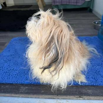 Baxter -  Havanese Dog for Adoption in Spring Hill, Kansas - Baxter | PetCurious