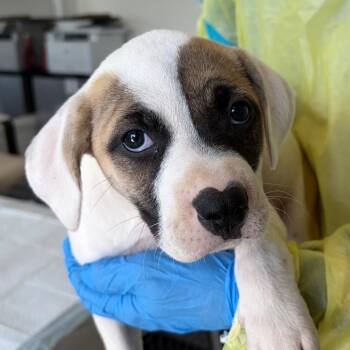 Lotus -  Pit Bull Terrier and Mixed Breed Dog for Adoption in Nashville, Tennessee - Lotus | PetCurious