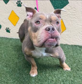 Hank Panky -  American Bully Dog for Adoption in Lakeland, Florida - Hank Panky | PetCurious
