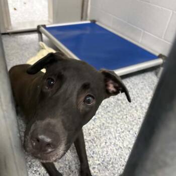 Mushu -  Mixed Breed Dog for Adoption in Greenville, South Carolina - Mushu | PetCurious