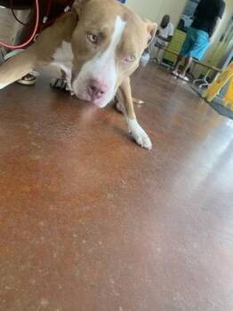 Pit Bull Terrier and Mixed Breed Dogs Available for Adoption in New Orleans, Louisiana - Amanda | PetCurious