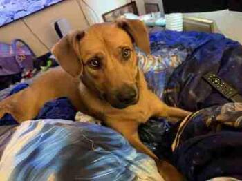 Winston -  Labrador Retriever and Mixed Breed Dog for Adoption in Pequot Lakes, Minnesota - Winston | PetCurious