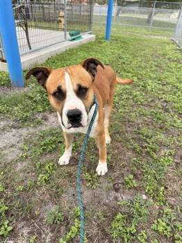 Pit Bull Terrier and Mixed Breed Dogs Available for Adoption in Corpus Christi, Texas - BIG BOY | PetCurious
