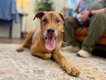 Labrador Retriever and Great Dane Dogs Available for Adoption - Cody Front Porch Friend | PetCurious
