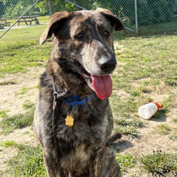 Elijah -  Shepherd Dog for Adoption in Newark, New Jersey - Elijah | PetCurious