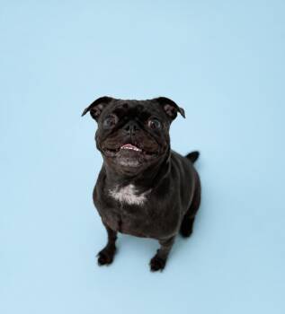 Pug Dogs Available for Adoption in Scottsdale, Arizona - Daisy | PetCurious