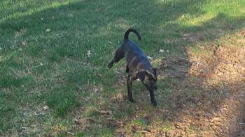 Pug and Beagle Dogs Available for Adoption - Ursula | PetCurious