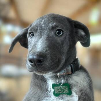 Triton -  Labrador Retriever and Mixed Breed Dog for Adoption in Boerne, Texas - Triton | PetCurious