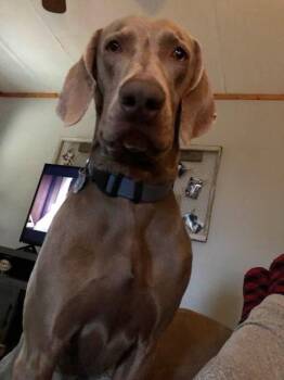 Weimaraner Dogs Available for Adoption in Fayetteville, Arkansas - Scout | PetCurious