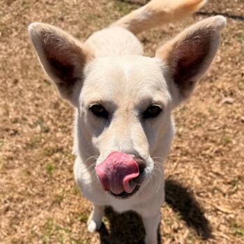 Shepherd and Mixed Breed Dogs Available for Adoption in Goleta, California - Logan | PetCurious