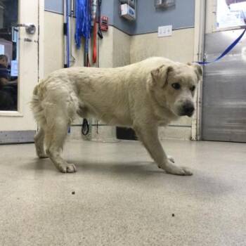 Great Pyrenees Dogs Available for Adoption in Riverside, California - BUBBA | PetCurious