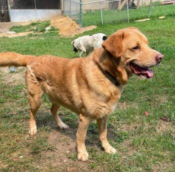 Jake -  Yellow Labrador Retriever and Golden Retriever Dog for Adoption in Wheelersburg, Ohio - Jake | PetCurious