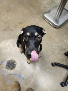 Yagabodigity -  Mixed Breed Dog for Adoption in Lockhart, Texas - Yagabodigity | PetCurious