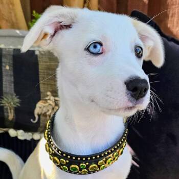 Skye -  Siberian Husky and Shepherd Dog for Adoption in Santa Rosa, California - Skye | PetCurious