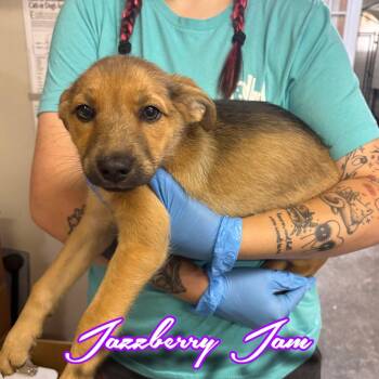 Jazzberry Jam -  Shepherd and Mixed Breed Dog for Adoption in Hillsboro, Ohio - Jazzberry Jam | PetCurious
