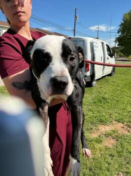 Snoopy -  Pit Bull Terrier and Mixed Breed Dog Available for Adoption in Dyersburg, Tennessee - Snoopy | PetCurious