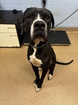 Athlete -  Mixed Breed Dog for Adoption in Chamblee, Georgia - Athlete | PetCurious