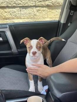 Nougat -  Mixed Breed Dog for Adoption in Atlanta, Georgia - Nougat | PetCurious