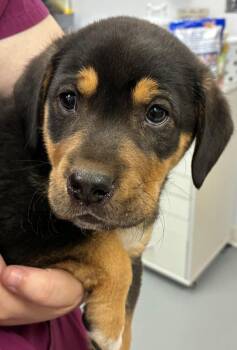 Terrier and Hound Dogs Available for Adoption in Hartsville, South Carolina - Nathaniel (Nx3) | PetCurious