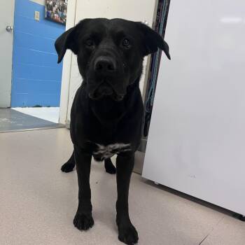 Black Labrador Retriever Dogs Available for Adoption in Shelton, Washington - Stan | PetCurious
