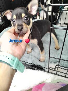 Rescue Rat Terrier Dogs for Adoption in Jacksonville, Florida - Amour | PetCurious
