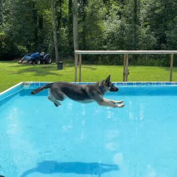 Rescue German Shepherd Dog Dogs for Adoption in Zuni, Virginia - FeFe | PetCurious