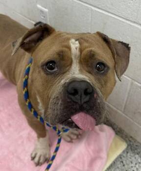 Sloppy Joe -  Pit Bull Terrier and Mixed Breed Dog for Adoption in Kansas City, Missouri - Sloppy Joe | PetCurious