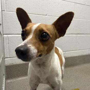 Polo -  Rat Terrier Dog for Adoption in Des Moines, Iowa - Polo | PetCurious