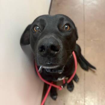 Bonsai -  Pit Bull Terrier and Mixed Breed Dog for Adoption in Flagstaff, Arizona - Bonsai | PetCurious