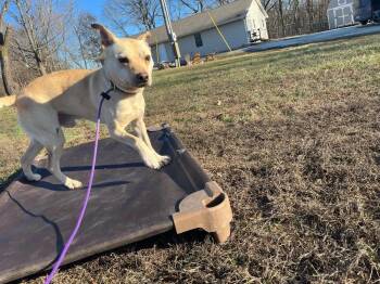 Paco -  Mixed Breed Dog for Adoption in Shiloh, Illinois - Paco | PetCurious
