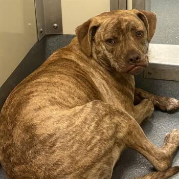 SKY -  Pit Bull Terrier and Mixed Breed Dog for Adoption in St. Louis, Missouri - SKY | PetCurious