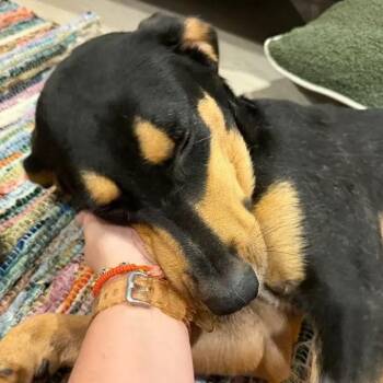Clementine -  Rottweiler and Mixed Breed Dog for Adoption in Polk, Ohio - Clementine | PetCurious
