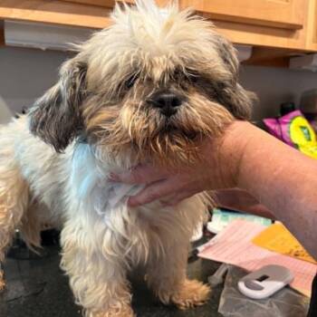 Cody James -  Shih Tzu Dog for Adoption in Rochester, Minnesota - Cody James | PetCurious