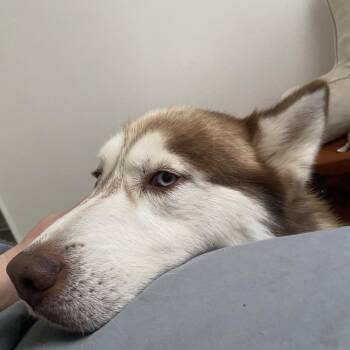 Jasper -  Husky Dog for Adoption in Harrisonburg, Virginia - Jasper | PetCurious